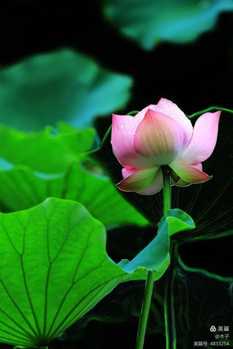 花卉摄影:碧荷生幽艳且鲜_星津_温庭_木子