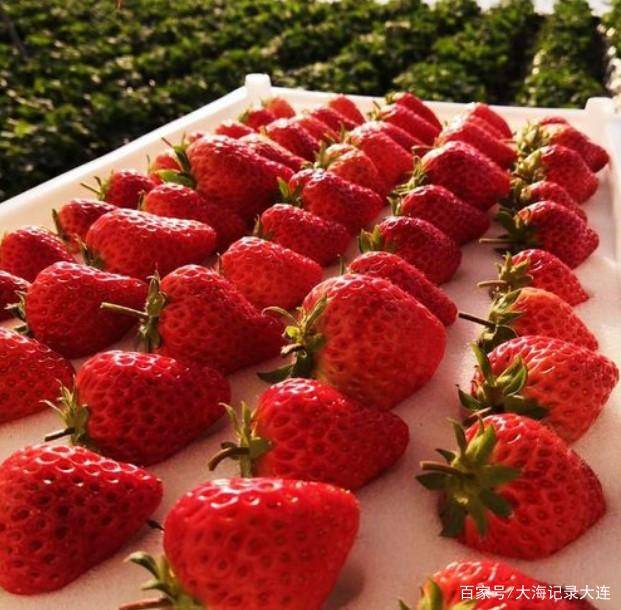 为什么大连庄河草莓,能够成为国家地理标志农产品之一?