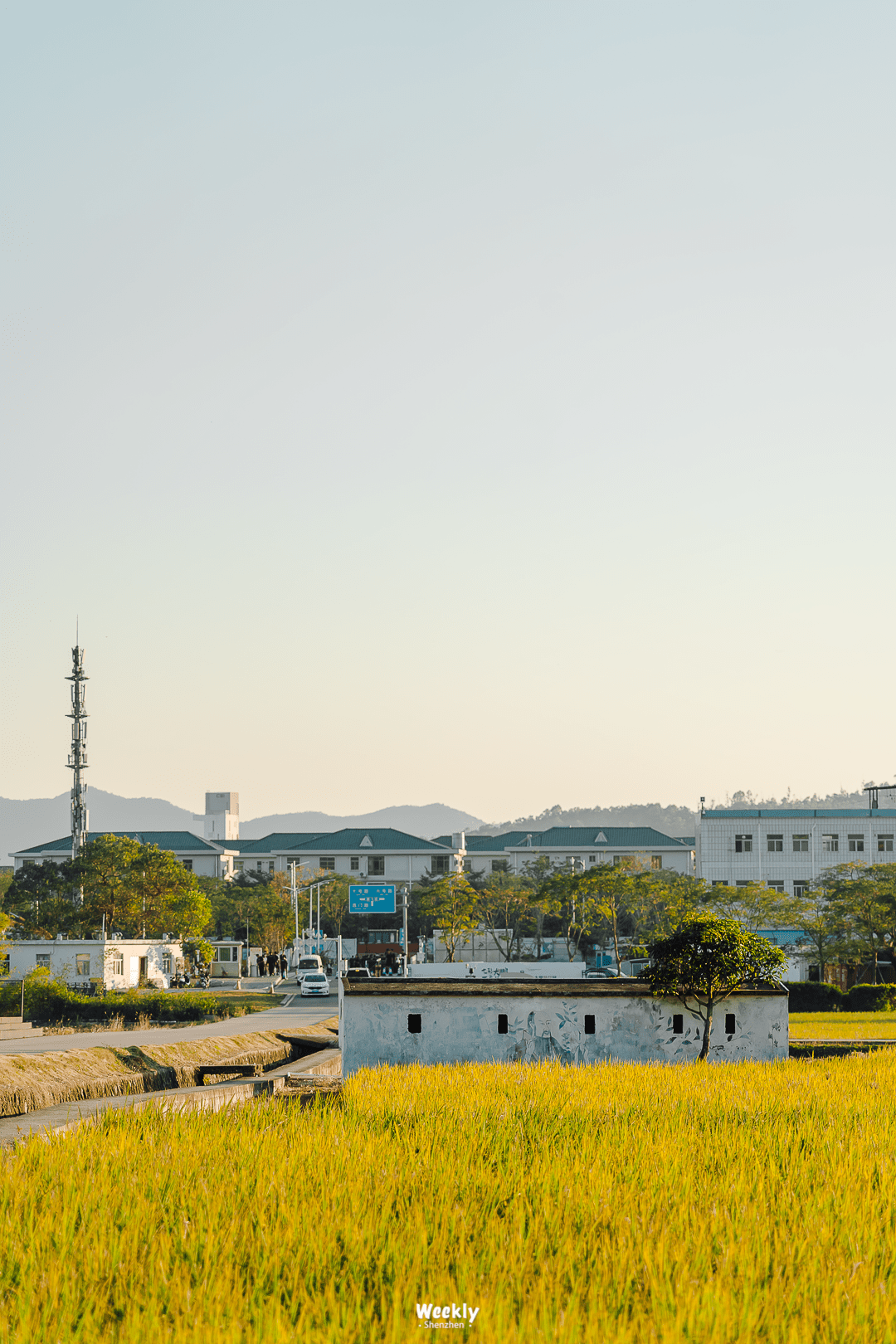 花海|曝光深圳「花海梯田」，去过算我输