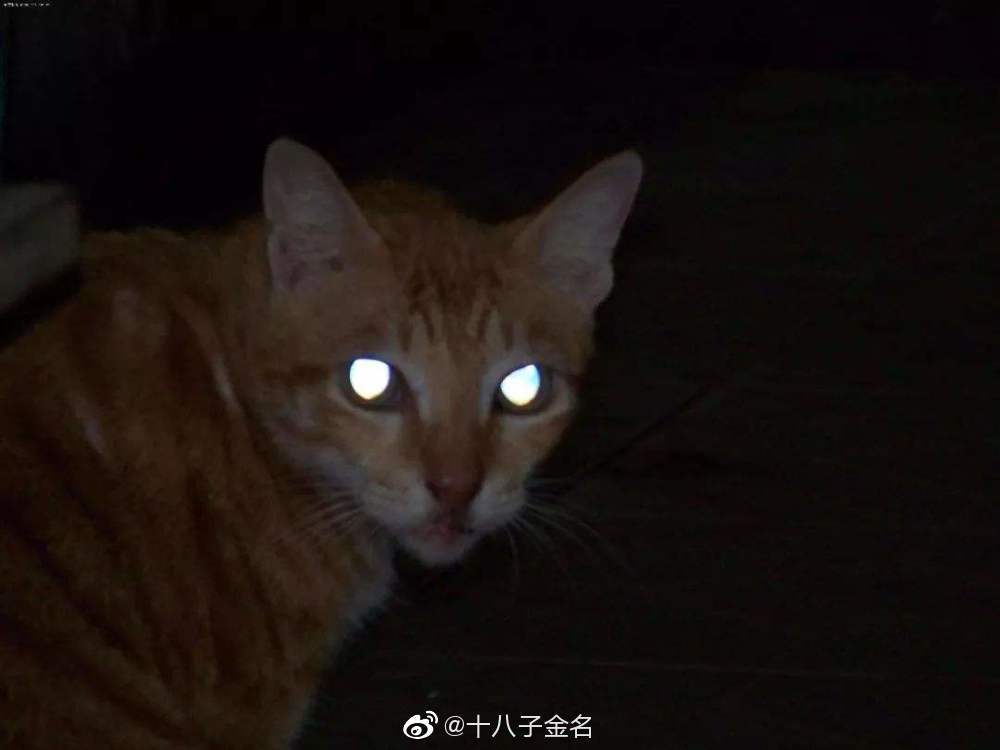 猫狗的眼睛会在黑暗中闪闪发光?