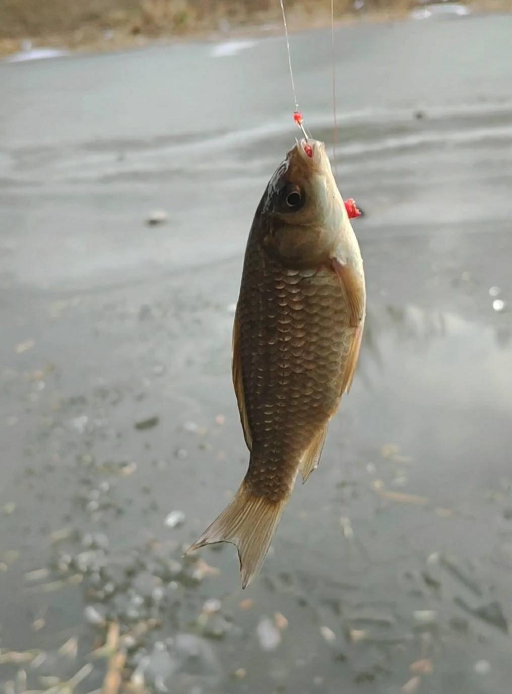 气温零下破冰垂钓双尾收杆渔获爆盆