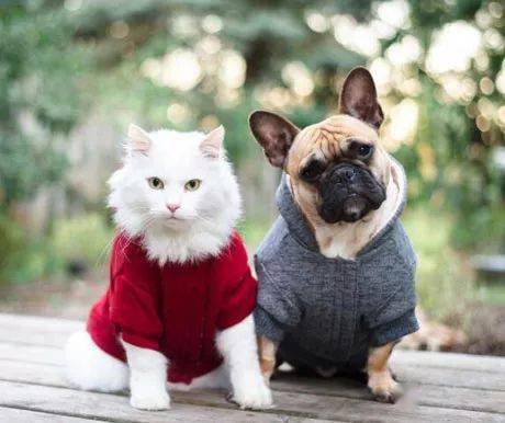 一家四口的合照,谁是老大一清二楚!_猫狗_英子_知识