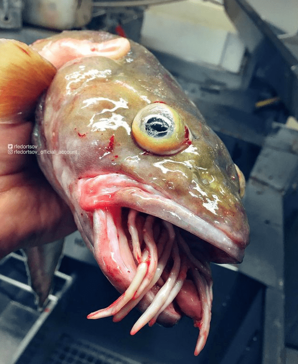 这鱼头表皮下的那条东西,不会是寄生虫吧.这脑袋上长了个红