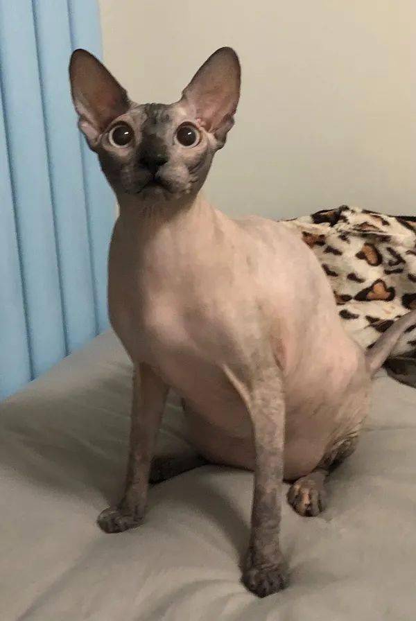 冬天的无毛猫,被冻得长毛了?