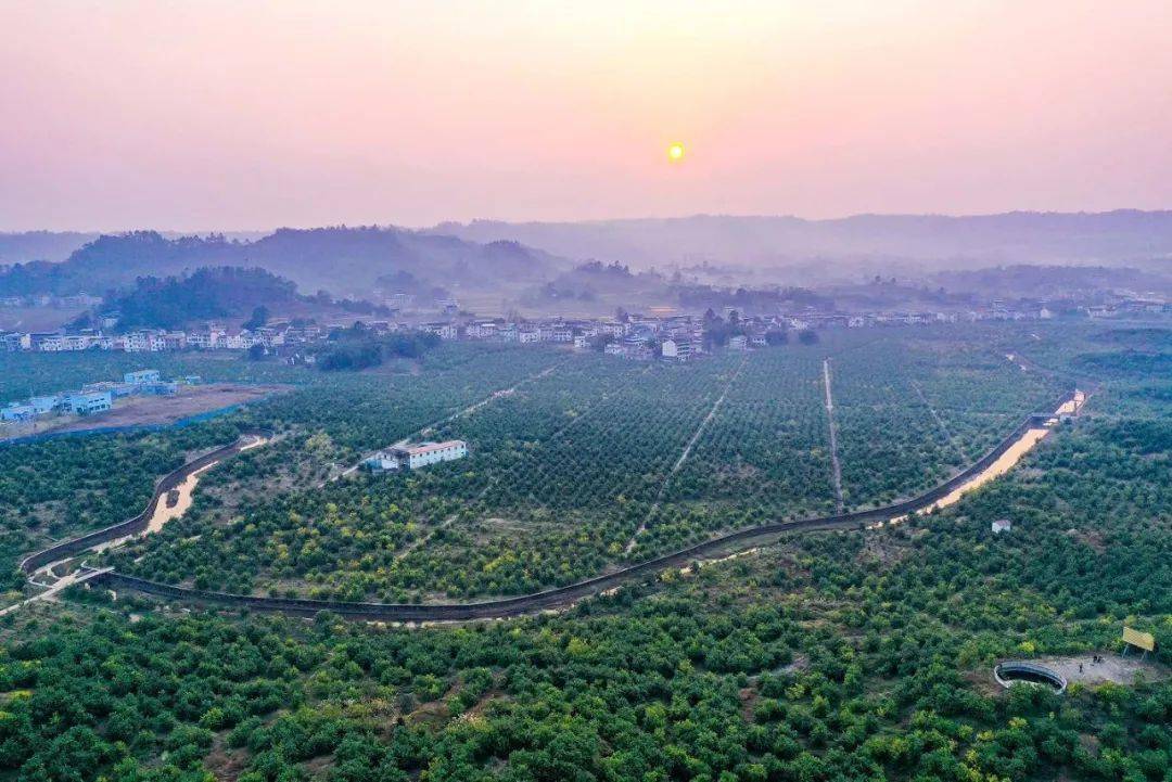 华蓥高兴柠檬园,好一幅冬日美景