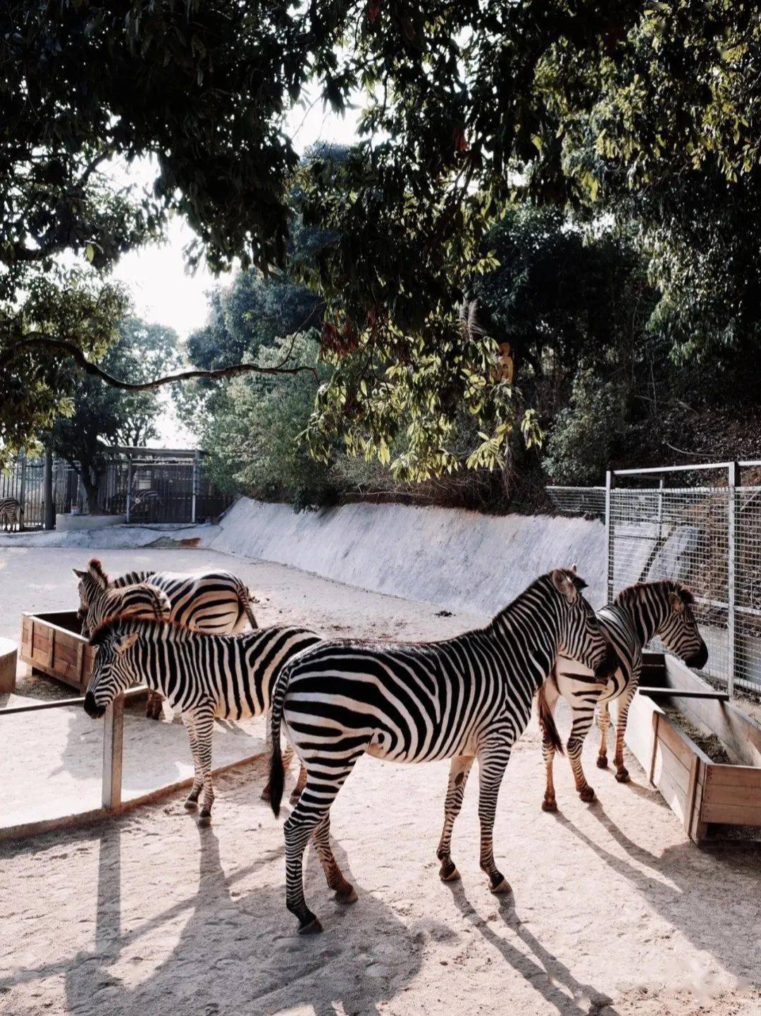 行恕研學│非凡的新朋友暢遊泉州海絲野生動物園