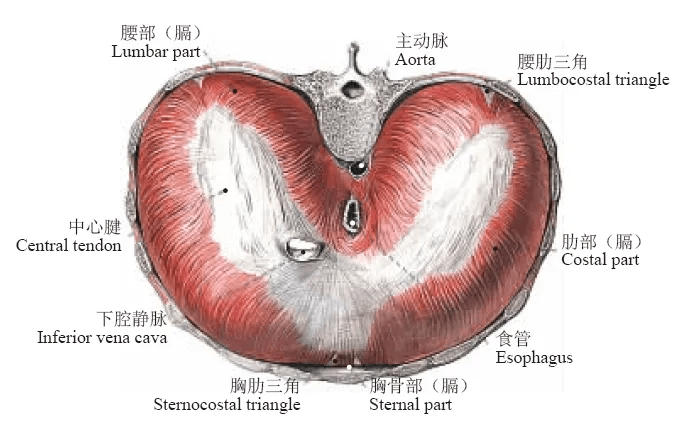 膈肌解剖及常见病变的影像诊断