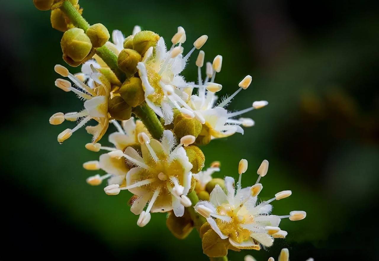 龍眼樹控冬梢與促花芽分化的方法