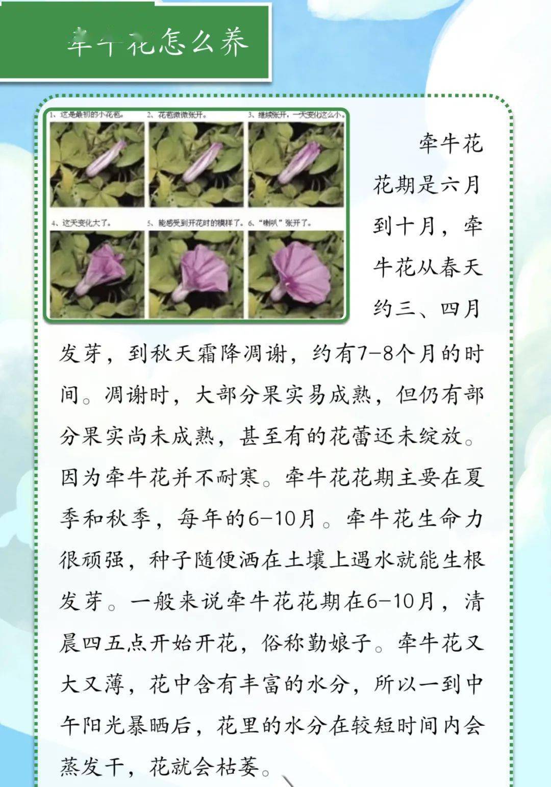 牵牛花介绍卡图片