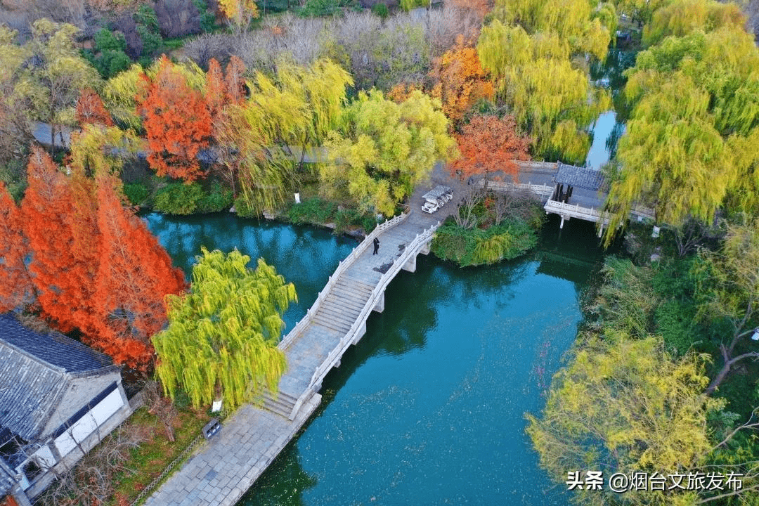 泉城|刷爆全网！山东这8处的水杉林，让你不出省就能打卡川西秘境！