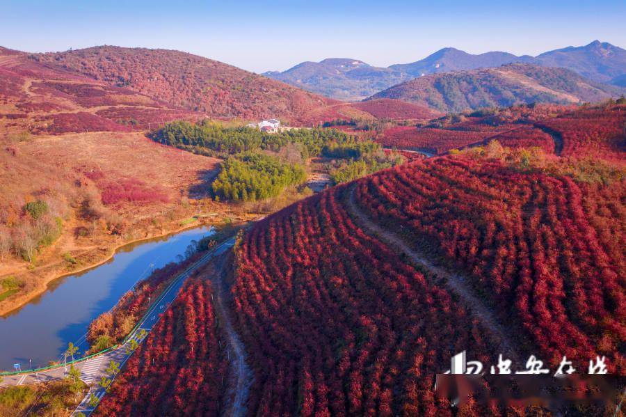 庐江|安徽庐江：千亩蓝莓染红半座山