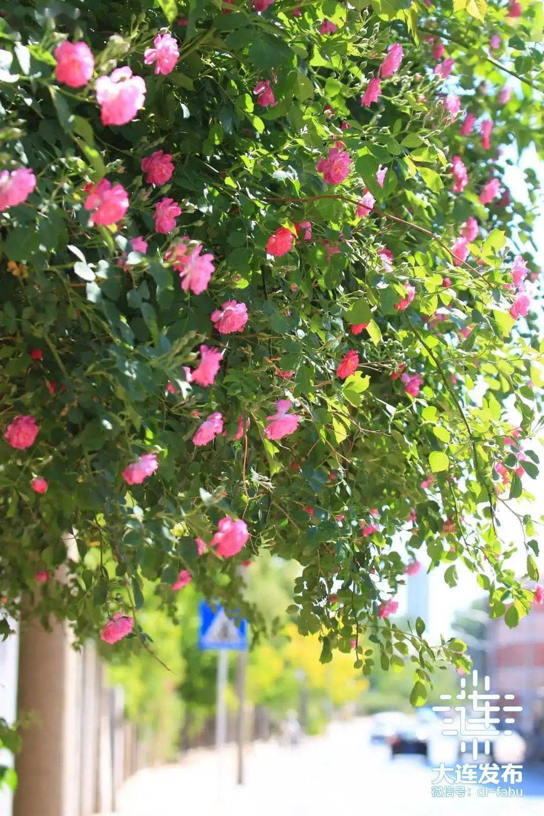 大连市树市花请你来投