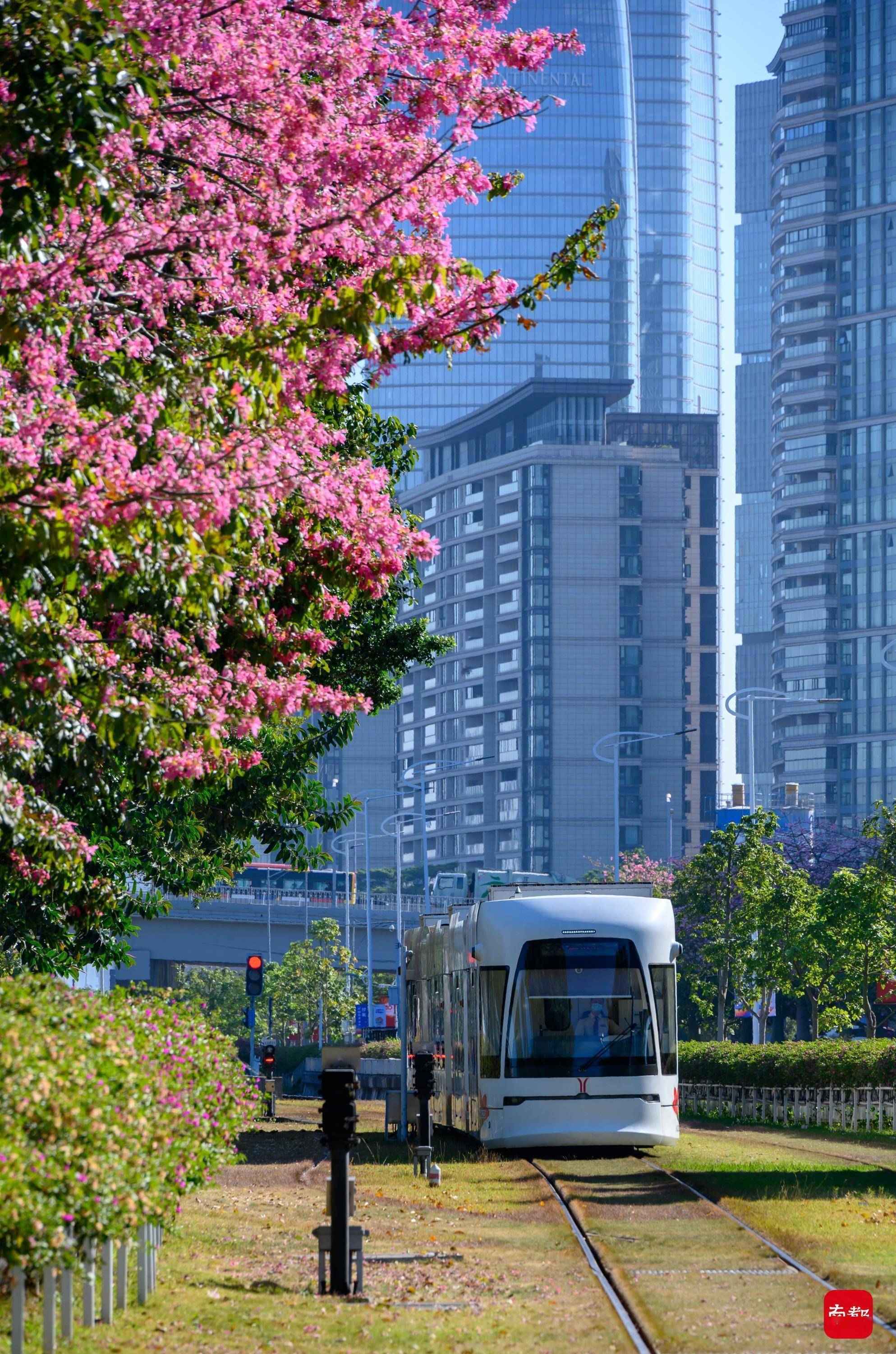 蓝天碧|落英缤纷、蓝天碧道、电车穿梭，打卡阅江路最美2公里