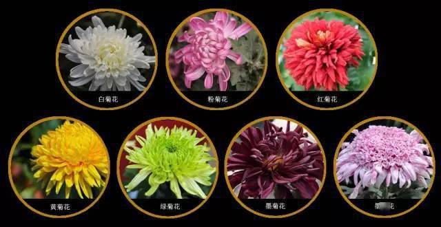 中国十大名花传统的才是最经典的