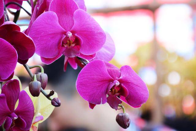 蝴蝶兰开花之后怎么养护 修剪之后要 清洗 年年开花真好看 花友 花姐 时候 蝴蝶兰开花之后怎么养护 修剪之后要 清洗 年年开花真好看 花友 花姐 时候