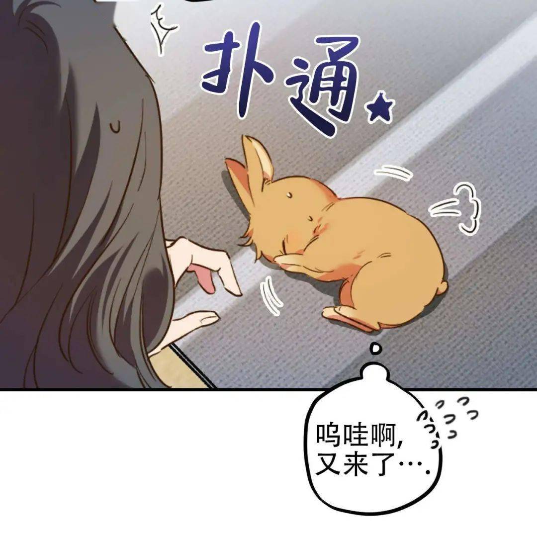 兔子受人h又羞又野我们生个可爱小兔子吧