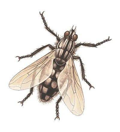 家 蝇中型种,体长约7mm,灰褐色.