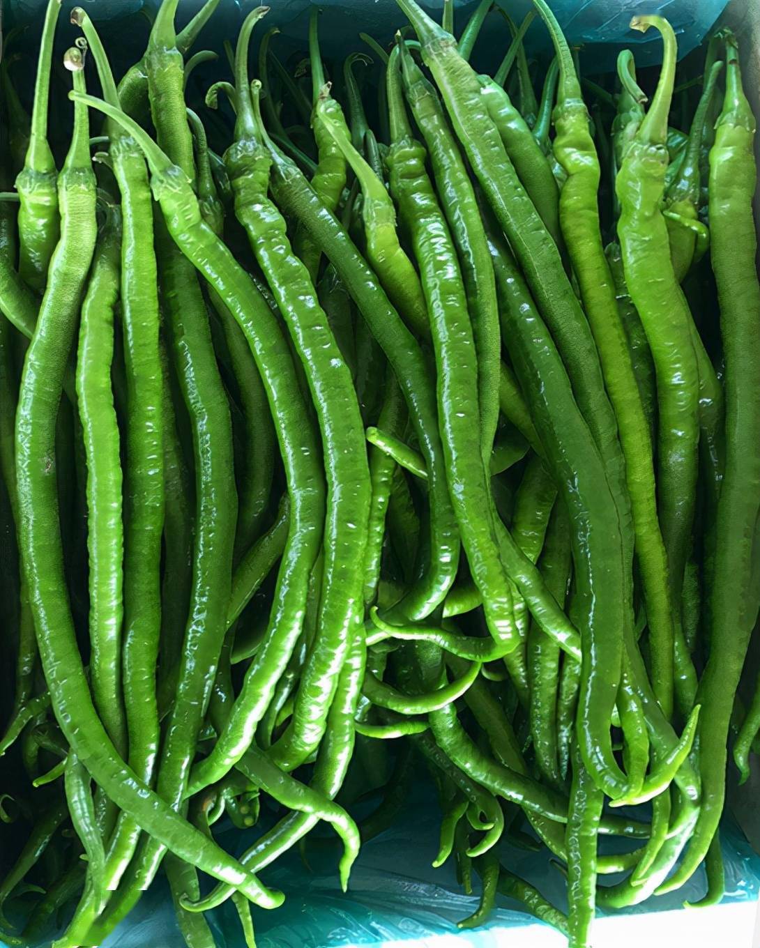 线椒产量与螺丝椒口感的完美结合辣椒种植户一定要试试这个品种