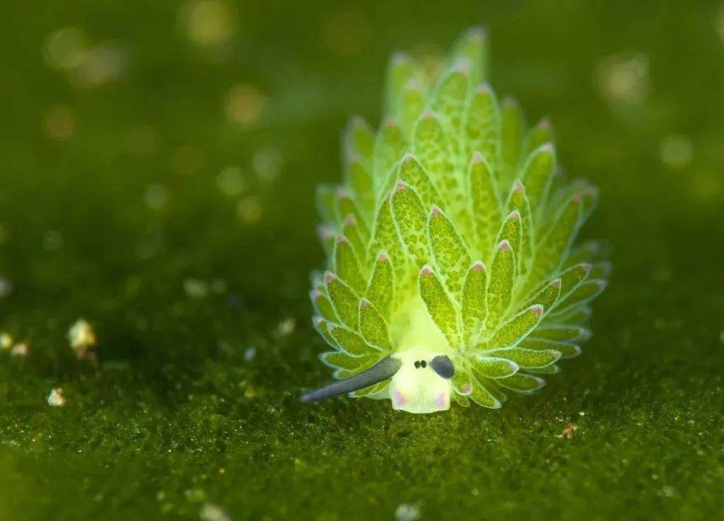 光合作用动物又双叒叕出现了!_叶绿体_pierce_藻类