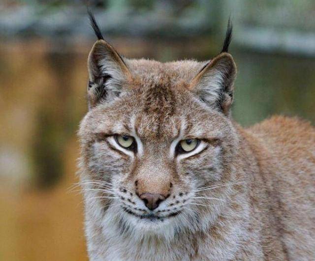 猞猁在森林里究竟有多恐怖?就算是狼见了,都要叫"大哥"