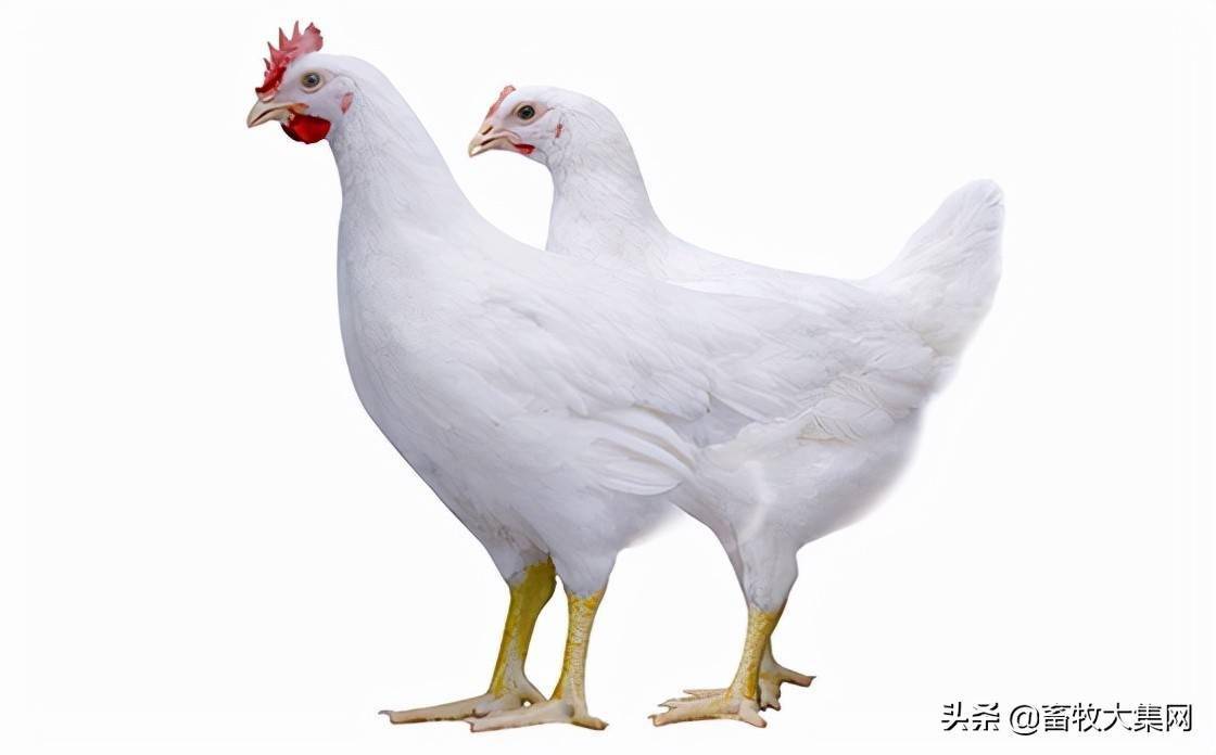 育种,我们在赶超世界先进水平_肉鸡_蛋鸡_品种
