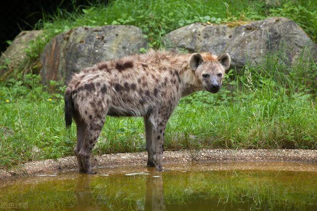 看完動物世界我才意識到生存和競爭永遠不是一件容易的事