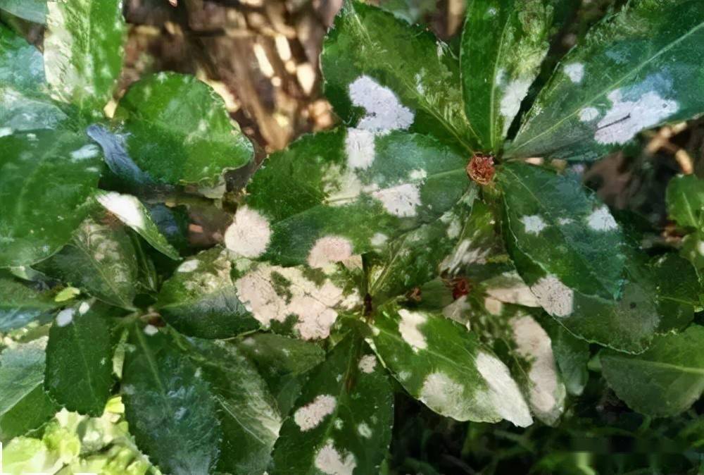 叶片有白色粉末很有可能是你的植物染上白粉病