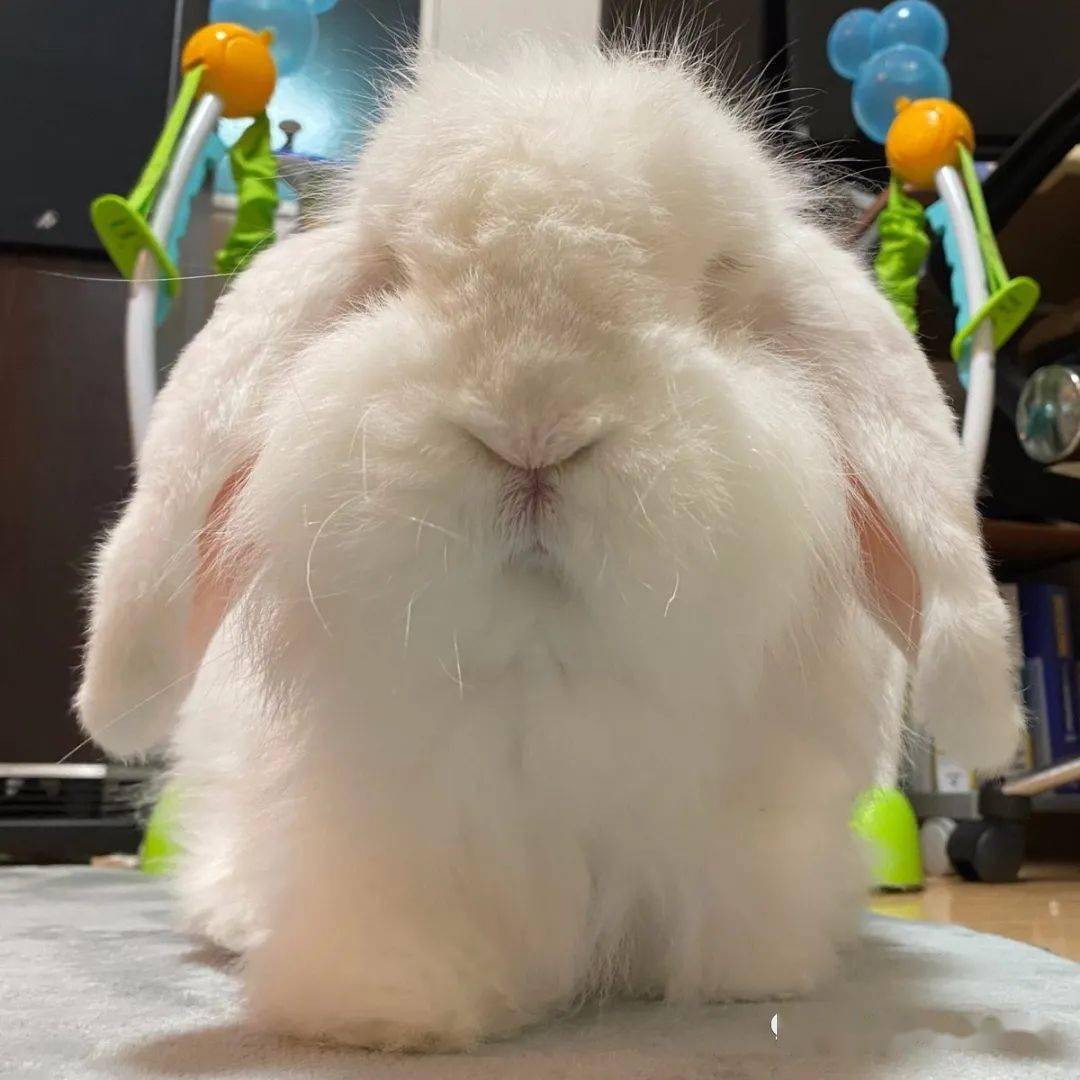 怎样照顾兔兔的老年生活?_关节_高龄_兔子