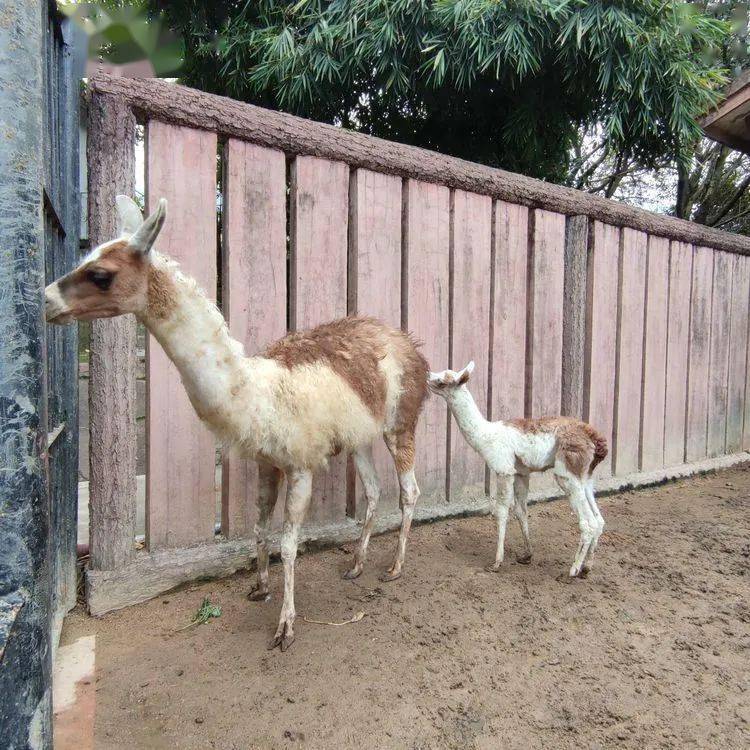 除了新引進的動物,十月中旬,動物園的駝羊經過繁育也誕下一隻小駝羊.