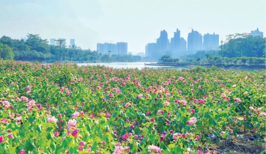 南宁国际花园城市宣传片(南宁国际花园城市宣传片图片)
