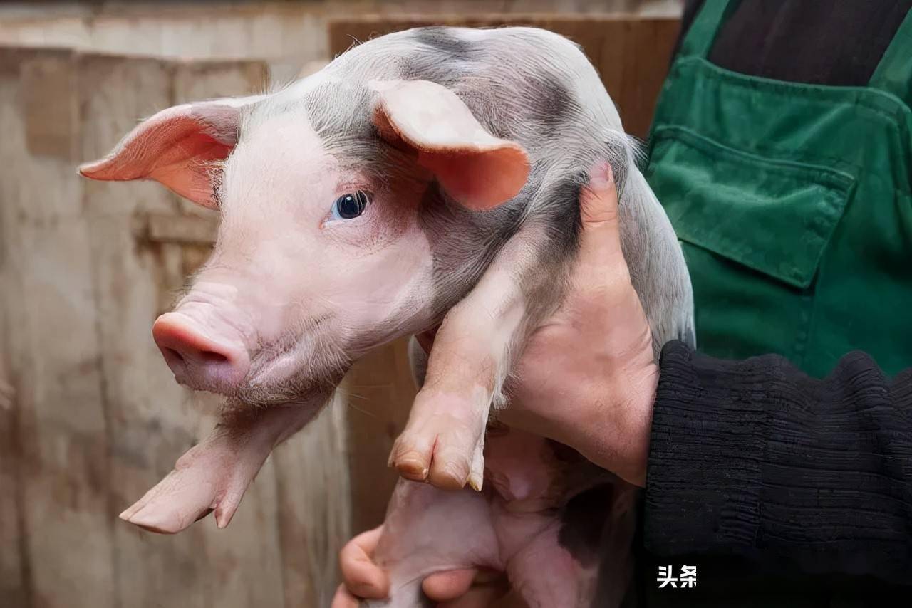 知识猪Ⅱ型链球菌不简单养猪人听听何老师怎么讲