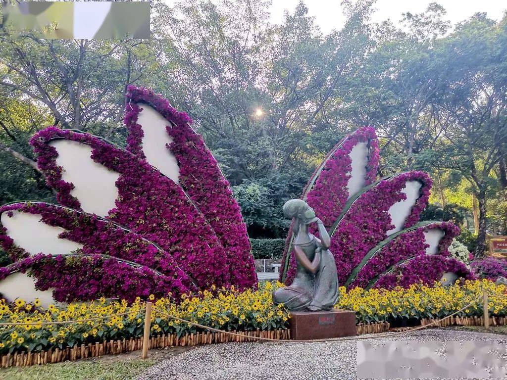 原创2021广州簕杜鹃花展