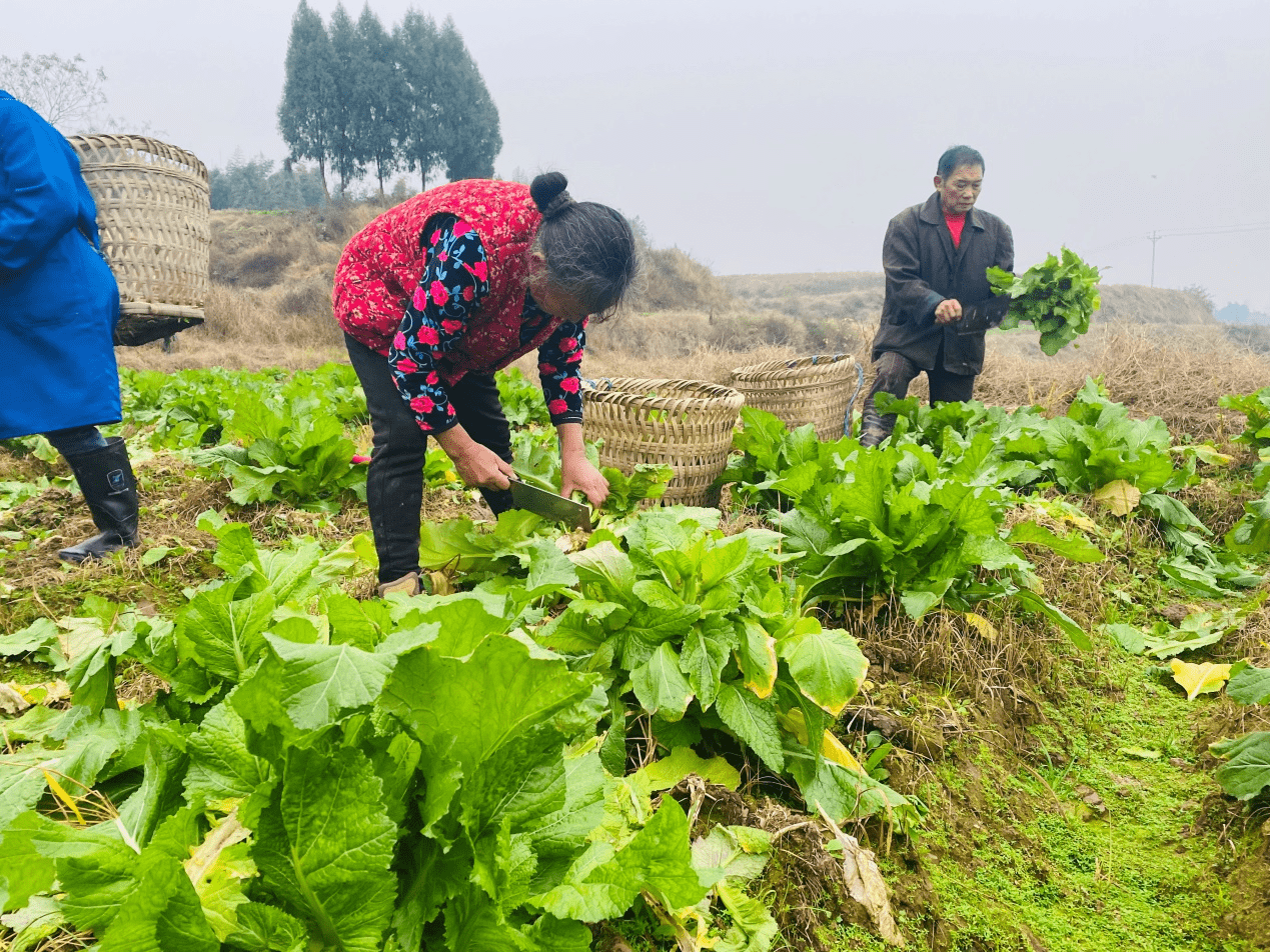 合川千亩儿菜迎丰收,"村村旺"助力畅销路_种植_季种_销售