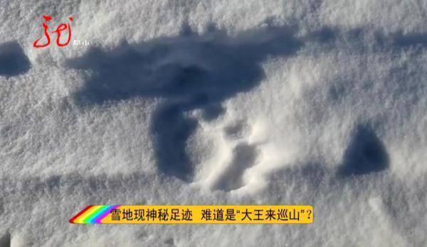 黑龙江居民发现一串神秘足迹 爪子印长约厘米 鸡西市 管理 鸡东县