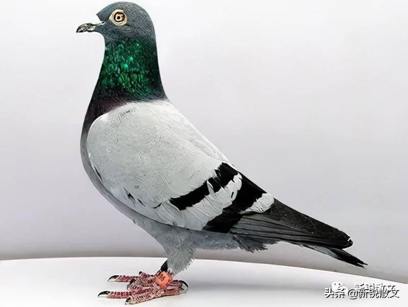 如果鸽子的品种血统不怎么样,就显示的是训养的功夫,所谓"七分养功三