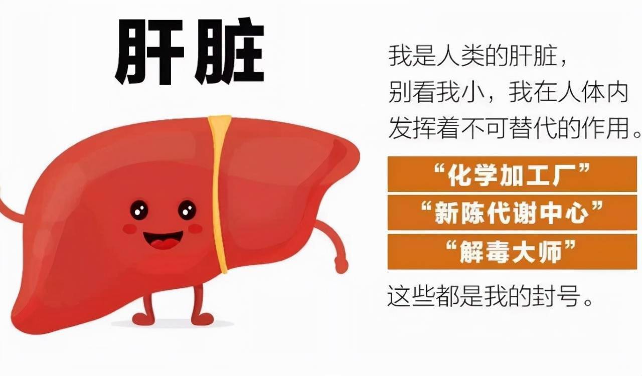 肝脏也"喜欢"吃水果,4种水果经常吃,或有利于护肝排毒_功能_人体_解毒