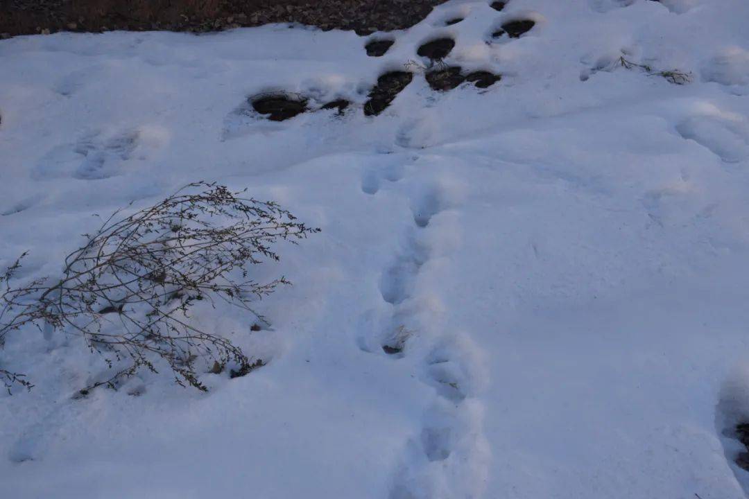 雪原"寻亲记"_周海龙_老人_高宏伟