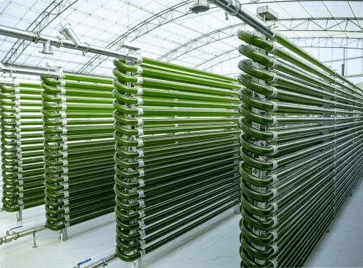 会合作社10万羽蛋鸡养殖项目应用了此项技术,配套微藻光生物反应器