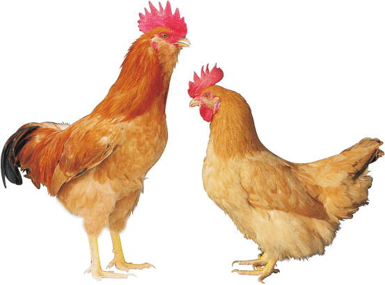 黄羽肉鸡育种取得关键技术突破省农科院斩获金星奖总冠军