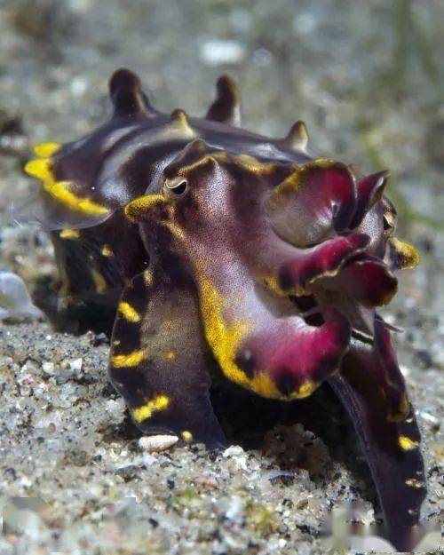 带有毒性的墨鱼火焰墨鱼