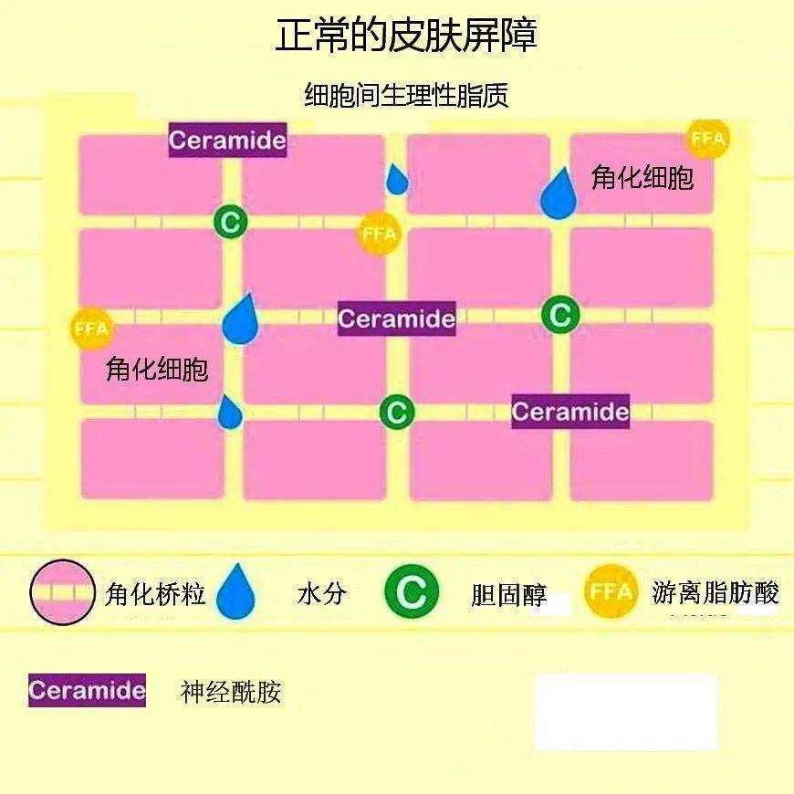 产品用什么都不吸收？试试三甲医院皮肤科的屏障修护乳！189元6瓶！