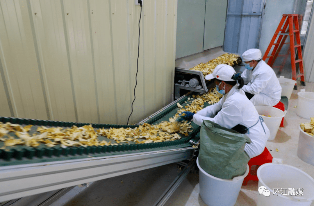 魔芋加工厂内工人正进行清理分类魔芋富含优质可溶性膳食纤维,可应用