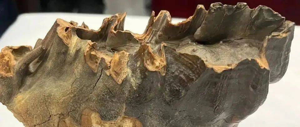 吉林省首起!抓获10名犯罪嫌疑人!_文物_盗掘_古文化