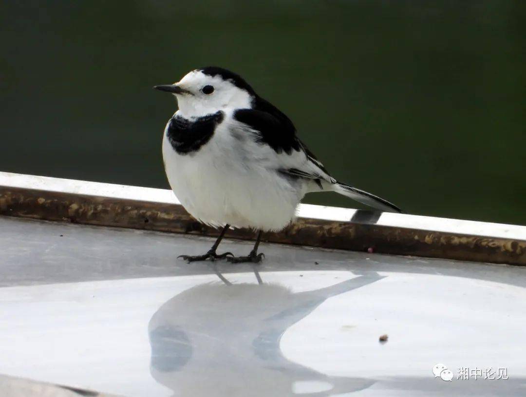 阳光水岸白鹡鸰夜莺鸣翠冬日暧红尾水鸲现芳踪树鹨虽小占一枝白头鹎雏