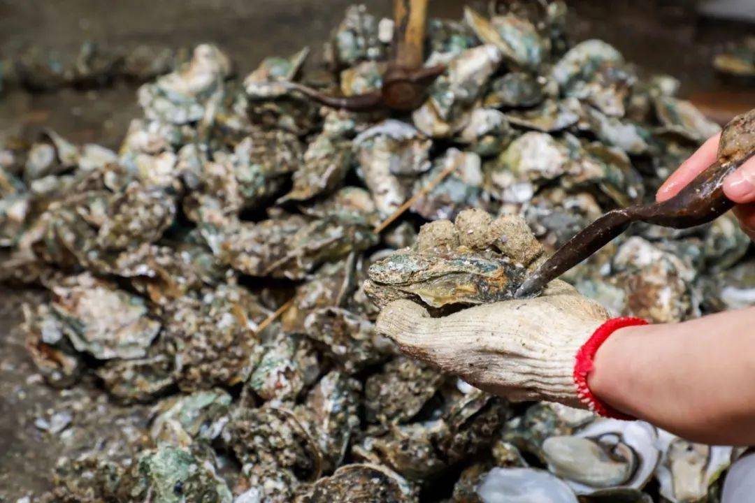 佳和超市丨冬天的第一筐乳山牡蛎你尝过没