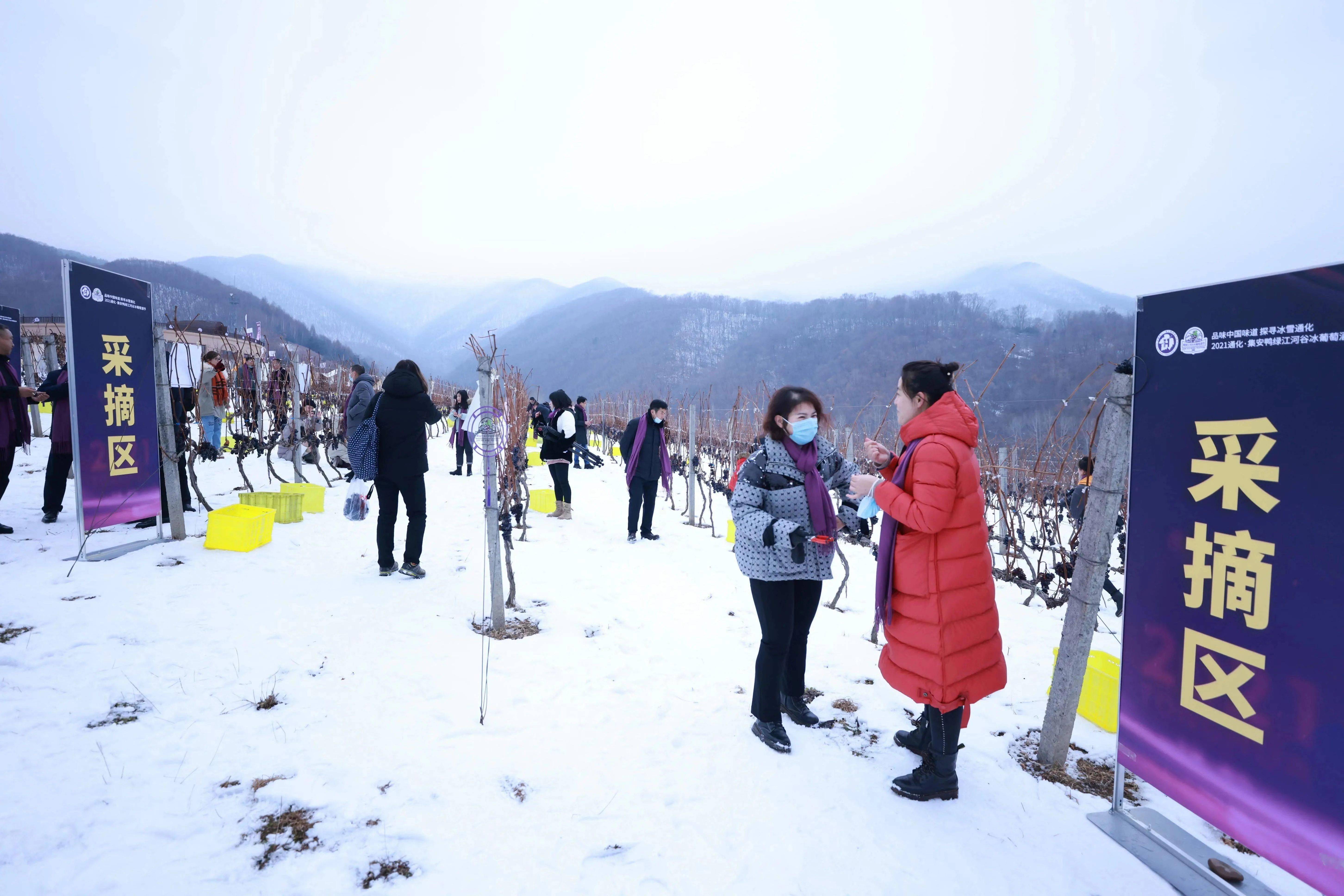 冰雪|体验冬季采摘乐趣 打造冰雪旅游名片 2021通化·集安鸭绿江河谷冰葡萄酒节开幕