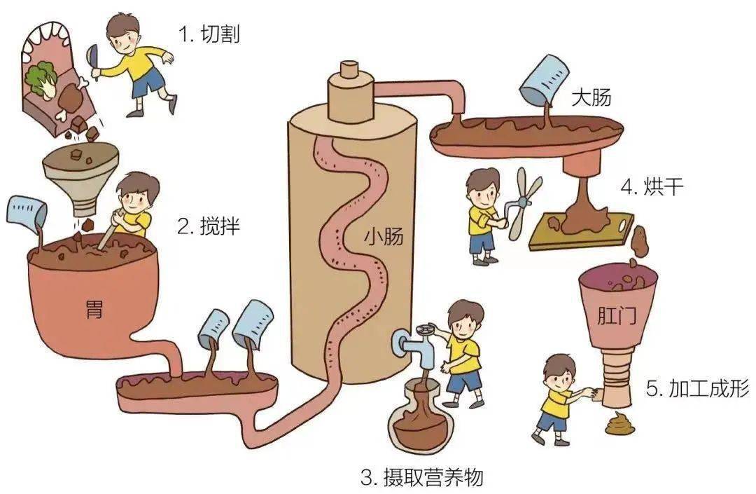 的残渣,消化道黏膜脱落的死亡细胞,肠内菌,水分等等,综合形成了便便