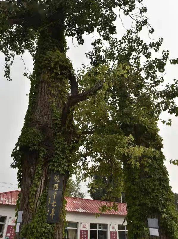 张村,张村,其实全是姓弓的_原平_山西_遗存