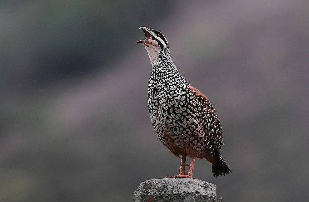 宋人审美,永远的神_宋朝_鹧鸪_宇宙