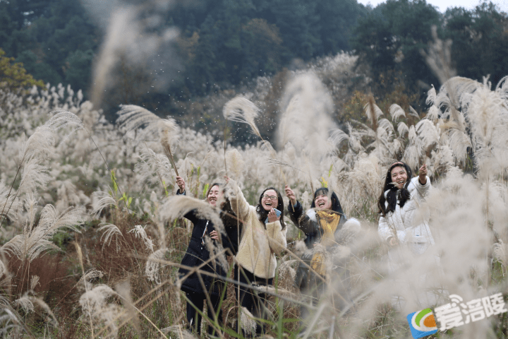 芒花盛放漫如雪 涪陵这个村上了热搜